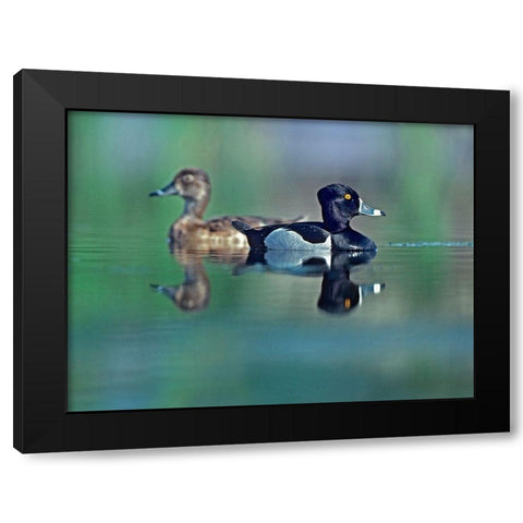 Ring-necked Drake and Hen Black Modern Wood Framed Art Print with Double Matting by Fitzharris, Tim