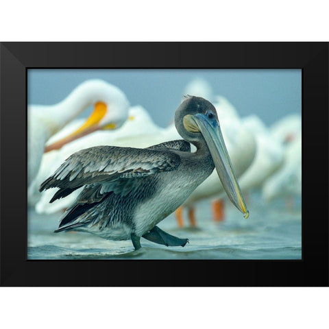 Brown Pelican with White Pelicans Black Modern Wood Framed Art Print by Fitzharris, Tim
