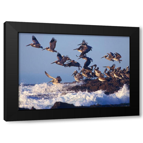 Brown Pelicans on Rock Black Modern Wood Framed Art Print with Double Matting by Fitzharris, Tim