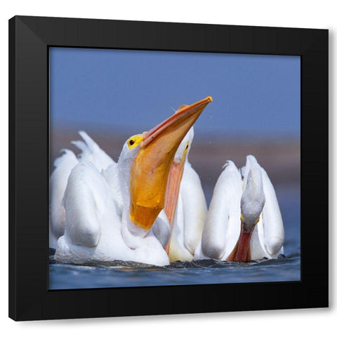 White Pelicans Swallowing Fish Black Modern Wood Framed Art Print with Double Matting by Fitzharris, Tim