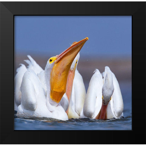 White Pelicans Swallowing Fish Black Modern Wood Framed Art Print by Fitzharris, Tim