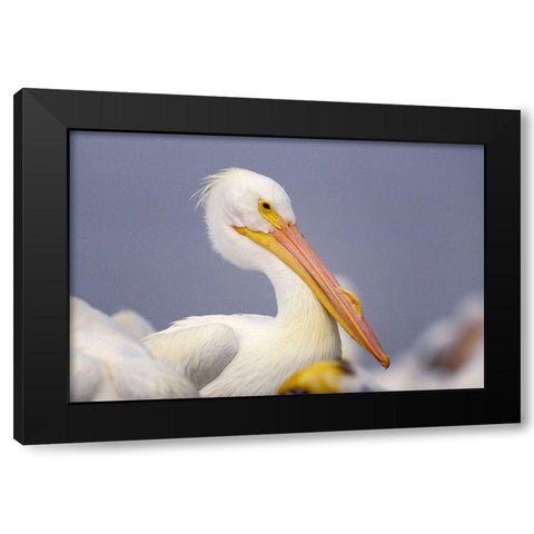 White Pelican Black Modern Wood Framed Art Print by Fitzharris, Tim