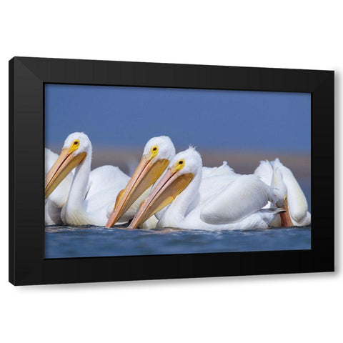 White Pelicans Black Modern Wood Framed Art Print with Double Matting by Fitzharris, Tim