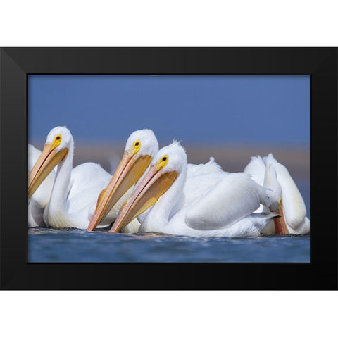 White Pelicans Black Modern Wood Framed Art Print by Fitzharris, Tim
