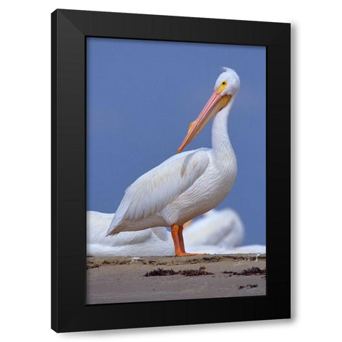 White Pelican Preening Black Modern Wood Framed Art Print with Double Matting by Fitzharris, Tim