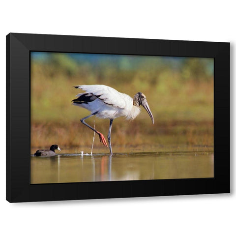 Wood Stork Black Modern Wood Framed Art Print with Double Matting by Fitzharris, Tim