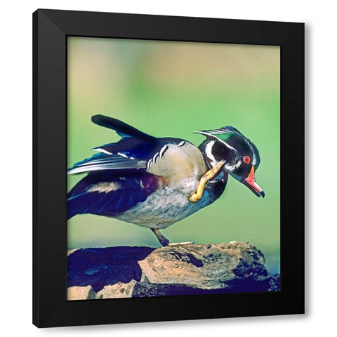Wood Duck Drake Scratching Black Modern Wood Framed Art Print with Double Matting by Fitzharris, Tim