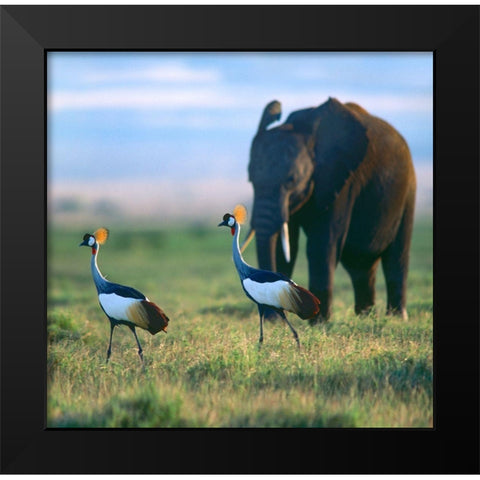 Crowned Cranes with Elephant-Amboseli National Park-Kenya Black Modern Wood Framed Art Print by Fitzharris, Tim