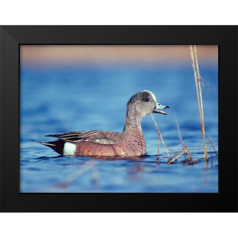 American Widgeon Black Modern Wood Framed Art Print by Fitzharris, Tim