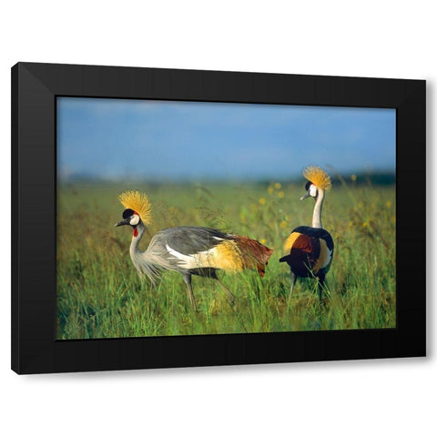 Crowned Cranes-Kenya Black Modern Wood Framed Art Print with Double Matting by Fitzharris, Tim