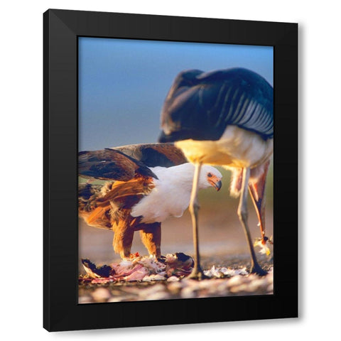 African Fish Eagle and Marabou over Flamigo Carcass-Kenya Black Modern Wood Framed Art Print with Double Matting by Fitzharris, Tim