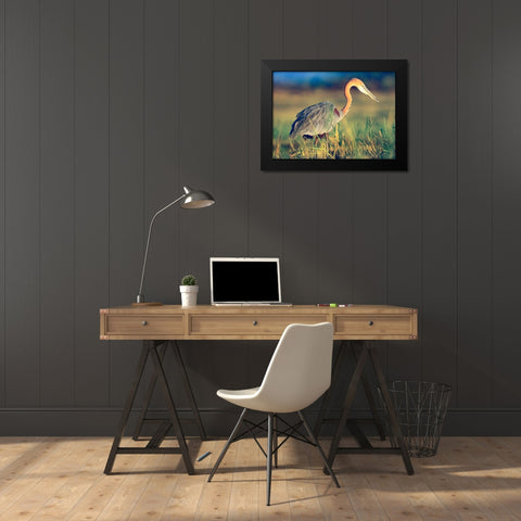 Goliath Heron Black Modern Wood Framed Art Print by Fitzharris, Tim