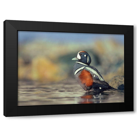 Harlequin Duck-White Rock Beach-British Columbia Black Modern Wood Framed Art Print with Double Matting by Fitzharris, Tim