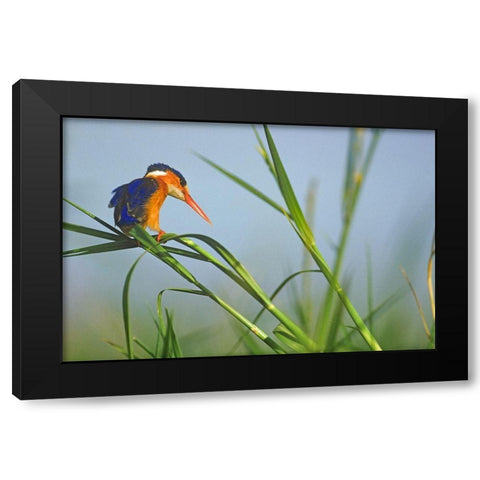 Malachite Kingfisher Fishing-Kenya Black Modern Wood Framed Art Print by Fitzharris, Tim