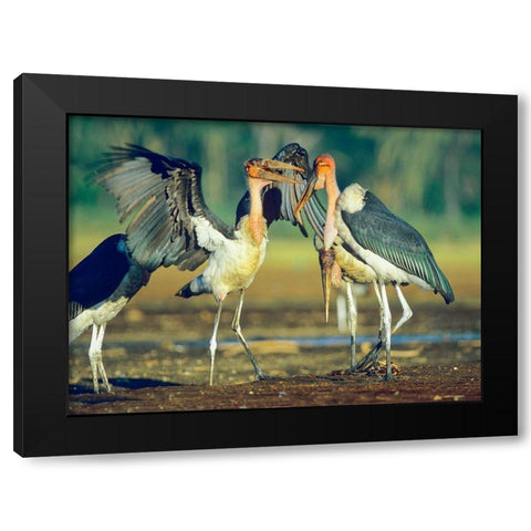 Marabou Storks Black Modern Wood Framed Art Print by Fitzharris, Tim