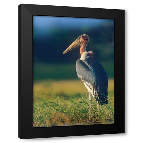 Marabou Stork-Kenya II Black Modern Wood Framed Art Print with Double Matting by Fitzharris, Tim