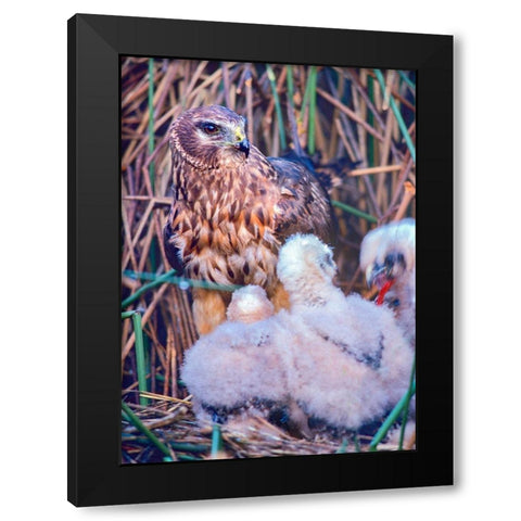 Marsh Hawks Black Modern Wood Framed Art Print with Double Matting by Fitzharris, Tim