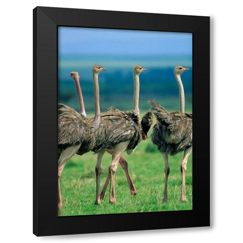 Young Ostriches-Kenya Black Modern Wood Framed Art Print with Double Matting by Fitzharris, Tim