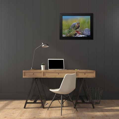 Peregrine Falcon with Duck Black Modern Wood Framed Art Print by Fitzharris, Tim