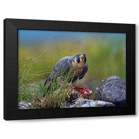 Peregrine Falcon with Duck Black Modern Wood Framed Art Print by Fitzharris, Tim