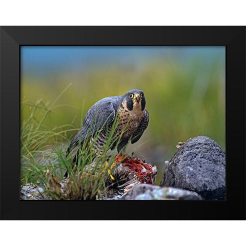 Peregrine Falcon with Duck Black Modern Wood Framed Art Print by Fitzharris, Tim