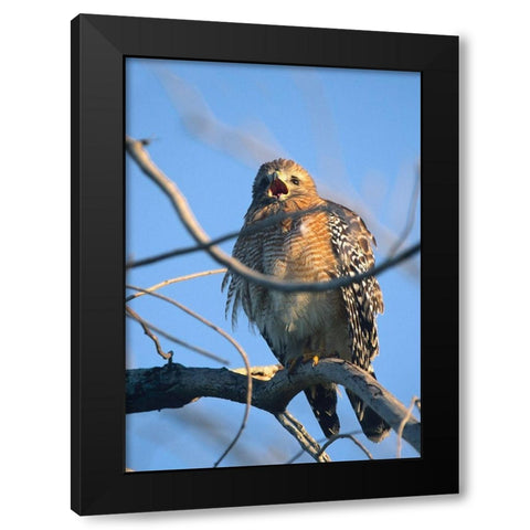 Red-Shouldered Hawk II Black Modern Wood Framed Art Print with Double Matting by Fitzharris, Tim