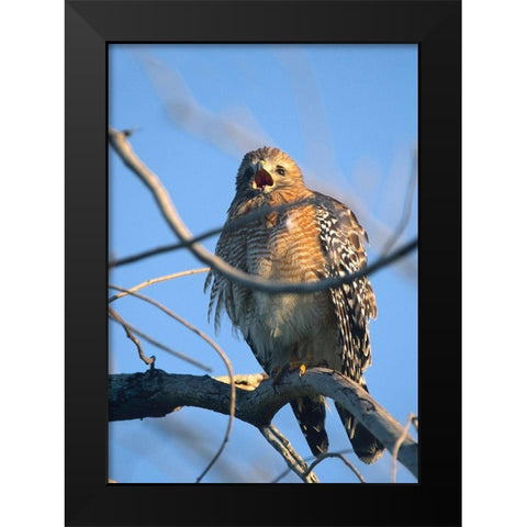 Red-Shouldered Hawk II Black Modern Wood Framed Art Print by Fitzharris, Tim