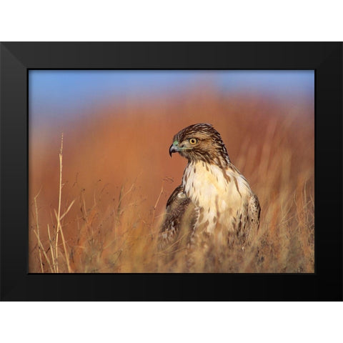 Redtail Hawk Black Modern Wood Framed Art Print by Fitzharris, Tim