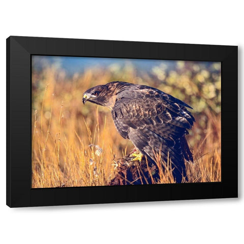 Red-tailed Hawk Black Modern Wood Framed Art Print with Double Matting by Fitzharris, Tim