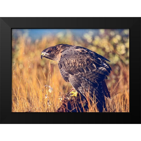 Red-tailed Hawk Black Modern Wood Framed Art Print by Fitzharris, Tim