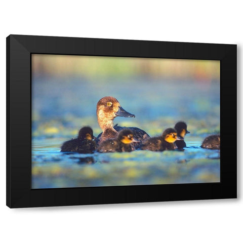 Lesser Scaup Hen with Young Black Modern Wood Framed Art Print with Double Matting by Fitzharris, Tim