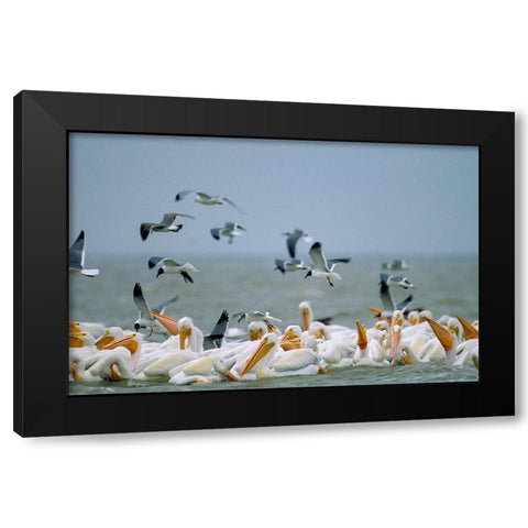 White Pelicans and Gulls Fishing-Texas Coast Black Modern Wood Framed Art Print with Double Matting by Fitzharris, Tim