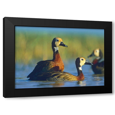 White-faced Tree Ducks-Kenya I Black Modern Wood Framed Art Print with Double Matting by Fitzharris, Tim