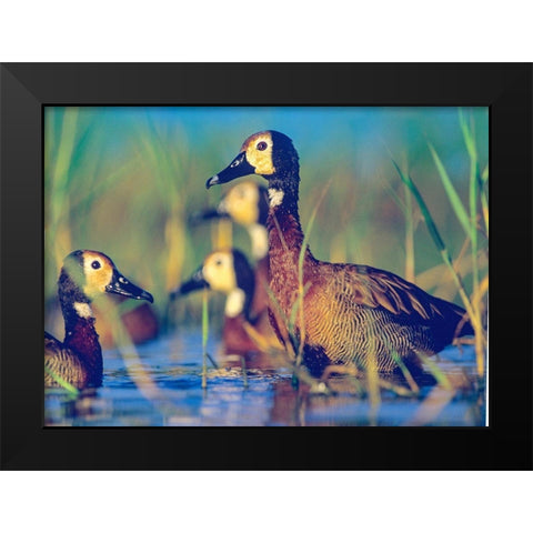 White-faced Tree Ducks-Kenya II Black Modern Wood Framed Art Print by Fitzharris, Tim