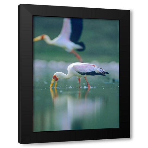 Yellow-billed Stork Feeding-Kenya Black Modern Wood Framed Art Print with Double Matting by Fitzharris, Tim