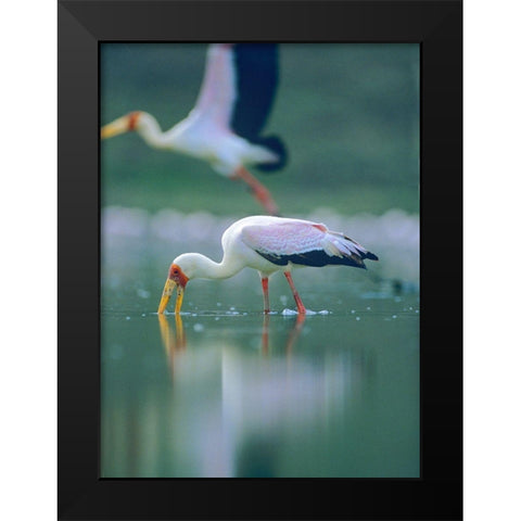 Yellow-billed Stork Feeding-Kenya Black Modern Wood Framed Art Print by Fitzharris, Tim