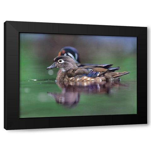 Wood Ducks Black Modern Wood Framed Art Print with Double Matting by Fitzharris, Tim