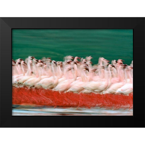 Lesser Flamingos Parading-Kenya Black Modern Wood Framed Art Print by Fitzharris, Tim