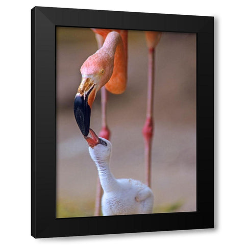 Caribbean Greater Flamingo with Chick Black Modern Wood Framed Art Print with Double Matting by Fitzharris, Tim