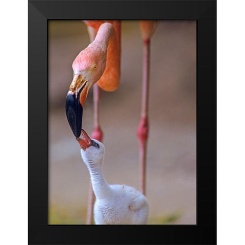 Caribbean Greater Flamingo with Chick Black Modern Wood Framed Art Print by Fitzharris, Tim