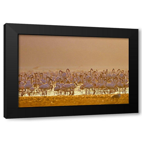 Lesser and Greater Flamingos-Lake Baringo-Kenya Black Modern Wood Framed Art Print with Double Matting by Fitzharris, Tim