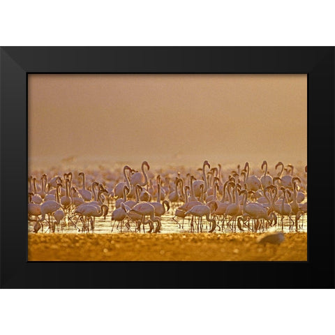 Lesser and Greater Flamingos-Lake Baringo-Kenya Black Modern Wood Framed Art Print by Fitzharris, Tim