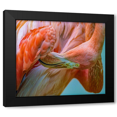 Caribbean Greater Flamingo Preening Black Modern Wood Framed Art Print with Double Matting by Fitzharris, Tim