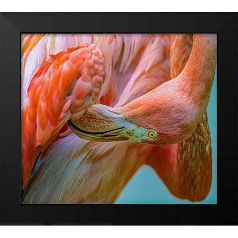 Caribbean Greater Flamingo Preening Black Modern Wood Framed Art Print by Fitzharris, Tim