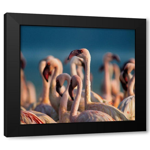 Lesser Flamingos Black Modern Wood Framed Art Print by Fitzharris, Tim