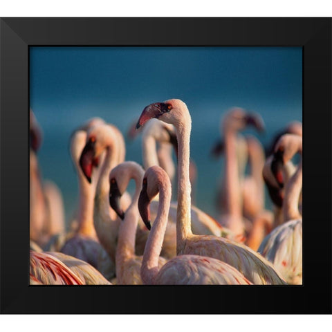 Lesser Flamingos Black Modern Wood Framed Art Print by Fitzharris, Tim