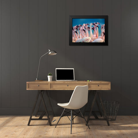Lesser Flamingos-Kenya Black Modern Wood Framed Art Print by Fitzharris, Tim