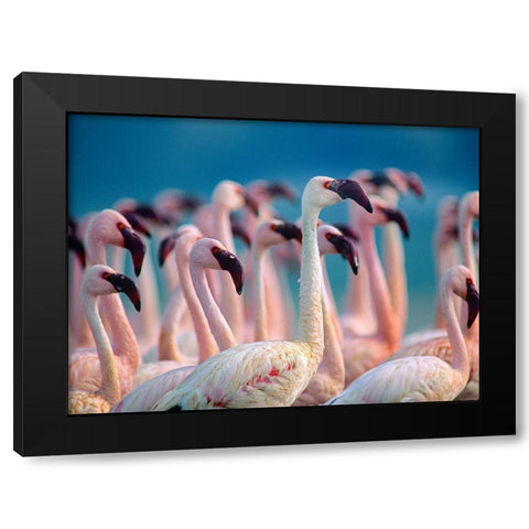 Lesser Flamingos-Kenya Black Modern Wood Framed Art Print with Double Matting by Fitzharris, Tim