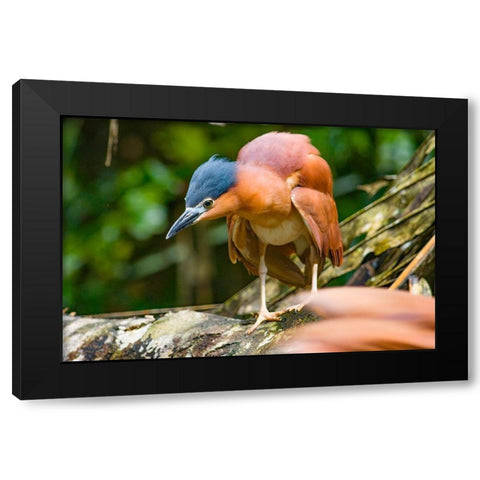 Reddish Heron-Sabah-Malaysia Black Modern Wood Framed Art Print with Double Matting by Fitzharris, Tim