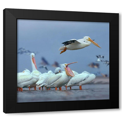 White Pelicans at Bolivar flats,Texas Black Modern Wood Framed Art Print with Double Matting by Fitzharris, Tim